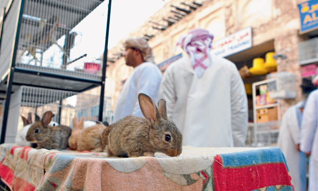 Pet Souq in Doha Time Out Doha