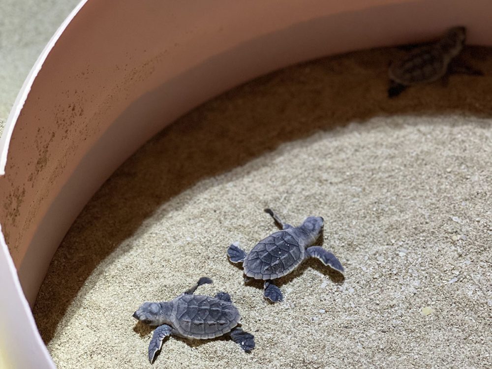 Watch turtles hatch at Fuwairit Beach with Culture Pass | Time Out Doha